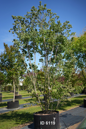 1_Christoph-Ulmer-Baumschulen-Weilheim-Teck-6119-Cornus-rutgan-Stellar-Pink-Hartriegel