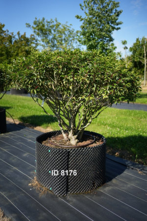Christoph-Ulmer-Baumschulen-Weilheim-Teck-132-Prunus-lusitanica-Schirm-Portugiesischer-Kirschlorbeer-Schirmform