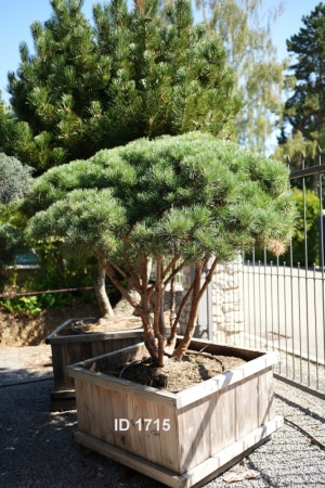 Christoph-Ulmer-Baumschulen-Weilheim-Teck-1715-Pinus-sylvestris-Watereri-Kiefer-Schirm