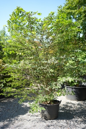 Christoph-Ulmer-Baumschulen-Weilheim-Teck-1817-Viburnum-plicatum-Pink-Beauty-Schneeball