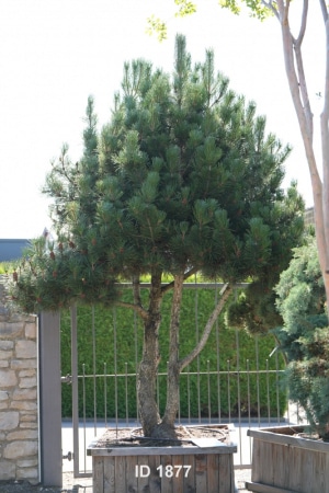 Christoph-Ulmer-Baumschulen-Weilheim-Teck-1877-Pinus-nigra-Schwarzkiefer-Schirmform