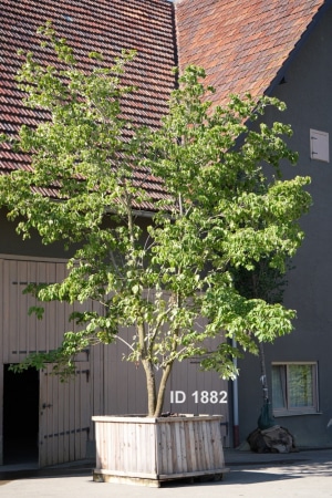 Christoph-Ulmer-Baumschulen-Weilheim-Teck-1882-Cornus-florida-Hartriegel
