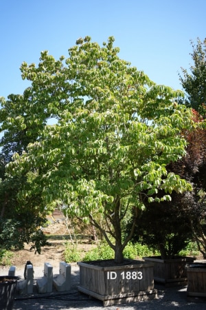 Christoph-Ulmer-Baumschulen-Weilheim-Teck-1883-Cornus-americana-lennart-Hartriegel