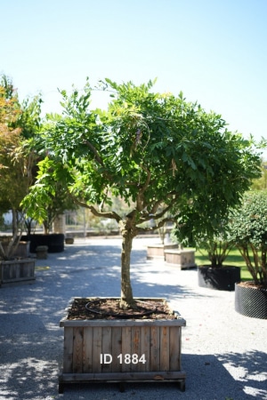 Christoph-Ulmer-Baumschulen-Weilheim-Teck-1884-Wisteria-floribunda-Goldregen-Unikat