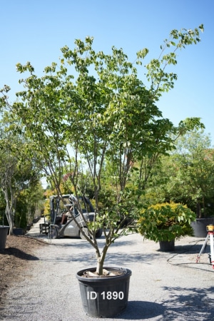 Christoph-Ulmer-Baumschulen-Weilheim-Teck-1890-Cornus-chinensis-China-Girl-Hartriegel