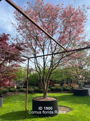 Christoph-Ulmer-Baumschulen-Weilheim-Teck-1900-Cornus-florida-rubra-Japanischer-Hartriegel-Unikat-Bluete