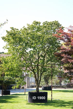 Christoph-Ulmer-Baumschulen-Weilheim-Teck-1900-Cornus-florida-rubra-Japanischer-Hartriegel-Unikat