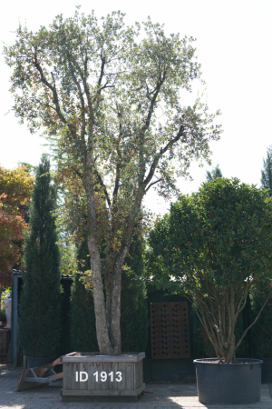 Christoph-Ulmer-Baumschulen-Weilheim-Teck-1913-Quercus-suber-Korkeiche-abstrakt-gewachsen