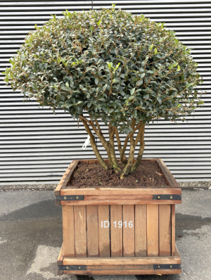 Christoph-Ulmer-Baumschulen-Weilheim-Teck-1916-Osmanthus-burkwoodi-Duftbluete-Schirm