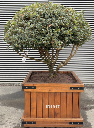 Christoph-Ulmer-Baumschulen-Weilheim-Teck-1917-Osmanthus-burkwoodi-Duftbluete-Schirmform