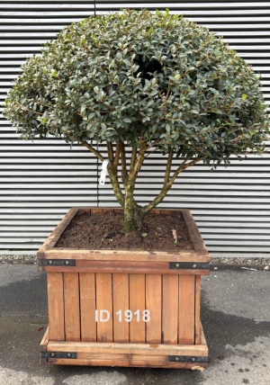 Christoph-Ulmer-Baumschulen-Weilheim-Teck-1918-Osmanthus-burkwoodi-Duftbluete-Schirm