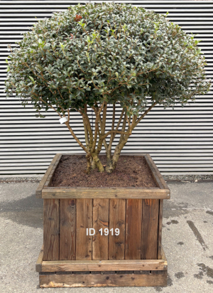 Christoph-Ulmer-Baumschulen-Weilheim-Teck-1919-Osmanthus-burkwoodi-Duftbluete-Schirmform