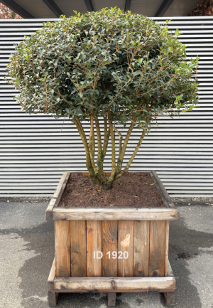 Christoph-Ulmer-Baumschulen-Weilheim-Teck-1920-Osmanthus-burkwoodi-Duftbluete-Schirm