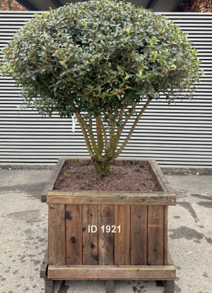 Christoph-Ulmer-Baumschulen-Weilheim-Teck-1921-Osmanthus-burkwoodi-Duftbluete-Schirmform