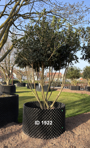 Christoph-Ulmer-Baumschulen-Weilheim-Teck-1922-Osmanthus-heterophyllus-Duftbluete-Schirmform