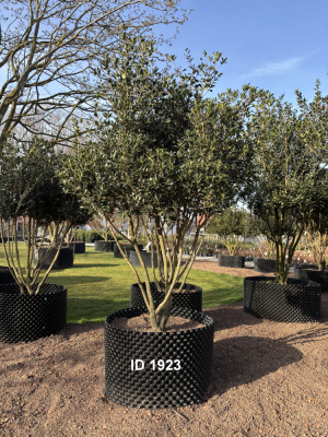 Christoph-Ulmer-Baumschulen-Weilheim-Teck-1923-Osmanthus-heterophyllus-Duftbluete-Schirmform