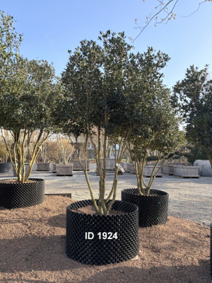 Christoph-Ulmer-Baumschulen-Weilheim-Teck-1924-Osmanthus-heterophyllus-Duftbluete-Schirmform