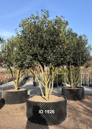 Christoph-Ulmer-Baumschulen-Weilheim-Teck-1926-Osmanthus-heterophyllus-Duftbluete-Schirmform