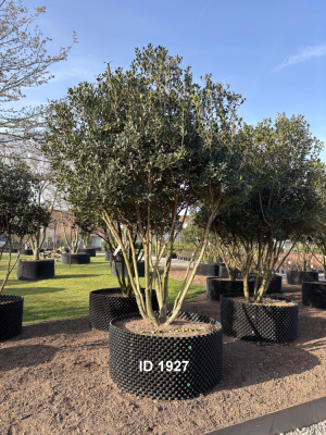 Christoph-Ulmer-Baumschulen-Weilheim-Teck-1927-Osmanthus-heterophyllus-Duftbluete-Schirmform