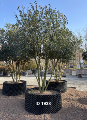 Christoph-Ulmer-Baumschulen-Weilheim-Teck-1928-Osmanthus-heterophyllus-Duftbluete-Schirmform