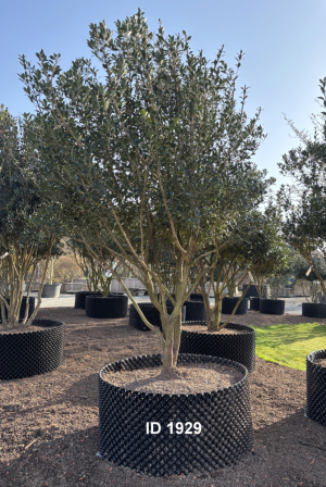 Christoph-Ulmer-Baumschulen-Weilheim-Teck-1929-Osmanthus-heterophyllus-Duftbluete-Schirmform