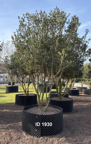 Christoph-Ulmer-Baumschulen-Weilheim-Teck-1930-Osmanthus-heterophyllus-Duftbluete-Schirmform