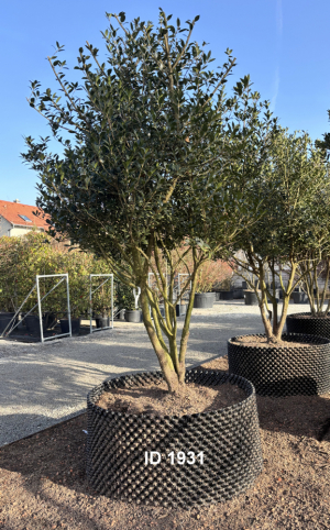 Christoph-Ulmer-Baumschulen-Weilheim-Teck-1931-Osmanthus-heterophyllus-Duftbluete-Schirmform