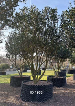 Christoph-Ulmer-Baumschulen-Weilheim-Teck-1933-Osmanthus-heterophyllus-Duftbluete-Schirmform