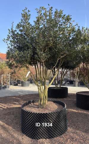 Christoph-Ulmer-Baumschulen-Weilheim-Teck-1934-Osmanthus-heterophyllus-Duftbluete-Schirmform