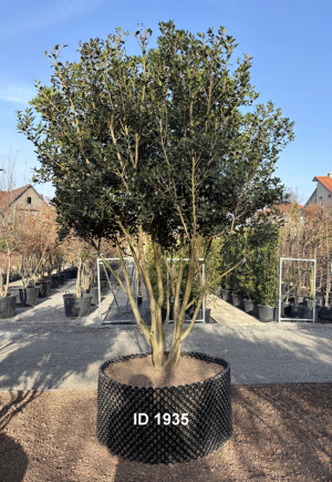 Christoph-Ulmer-Baumschulen-Weilheim-Teck-1935-Osmanthus-heterophyllus-Duftbluete-Schirmform