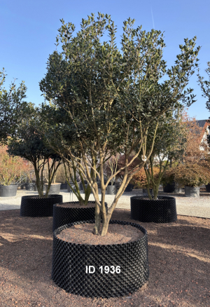 Christoph-Ulmer-Baumschulen-Weilheim-Teck-1936-Osmanthus-heterophyllus-Duftbluete-Schirmform