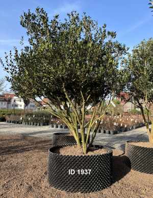 Christoph-Ulmer-Baumschulen-Weilheim-Teck-1937-Osmanthus-heterophyllus-Duftbluete-Schirmform