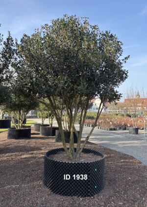 Christoph-Ulmer-Baumschulen-Weilheim-Teck-1938-Osmanthus-heterophyllus-Duftbluete-Schirmform