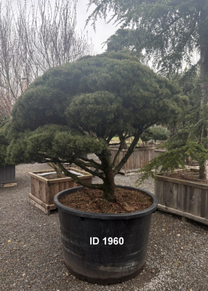 Christoph-Ulmer-Baumschulen-Weilheim-Teck-1960-Pinus-mugo-Gnom-Strauch-Kiefer-Schirmform