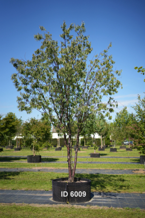 Christoph-Ulmer-Baumschulen-Weilheim-Teck-6009-Prunus-serrula-Brankly-Zierkirsche