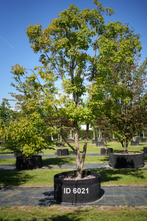 Christoph-Ulmer-Baumschulen-Weilheim-Teck-6021-Acer-trifolium-Ahorn