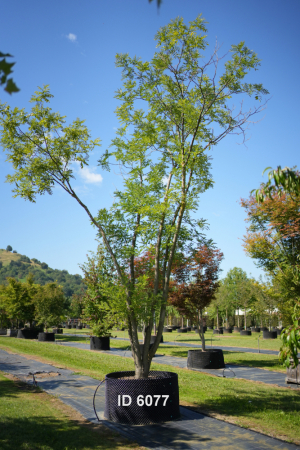 Christoph-Ulmer-Baumschulen-Weilheim-Teck-6077-Gleditsia-tricanthos-Sunburst-Schirmform
