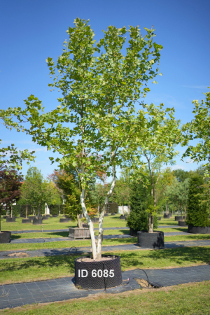 Christoph-Ulmer-Baumschulen-Weilheim-Teck-6085-Platanus-hispanica-Platane-Schirmform