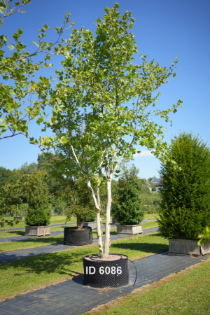 Christoph-Ulmer-Baumschulen-Weilheim-Teck-6086-Platanus-hispanica-Platane-Schirmform