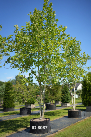 Christoph-Ulmer-Baumschulen-Weilheim-Teck-6087-Platanus-hispanica-Platane-Schirmform-024