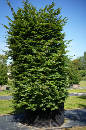 Christoph-Ulmer-Baumschulen-Weilheim-Teck-6087-Platanus-hispanica-Platane-Schirmform-029