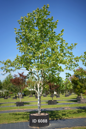 Christoph-Ulmer-Baumschulen-Weilheim-Teck-6088-Platanus-hispanica-Platane-Schirmform