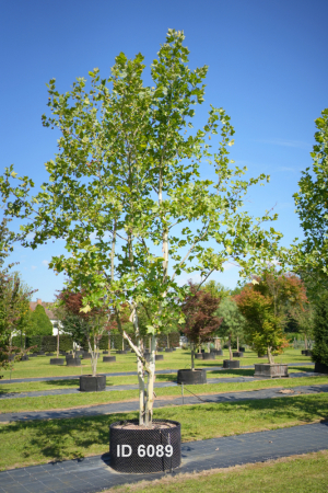 Christoph-Ulmer-Baumschulen-Weilheim-Teck-6089-Platanus-hispanica-Platane-Schirmform-018