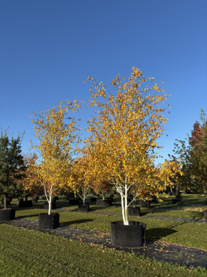 Christoph-Ulmer-Baumschulen-Weilheim-Teck-6110-6111-Betula-jacquemontii-Birke-jacquemontii.-jacquemontii.-jacquemontii-Herbstfaerbung-Kopie