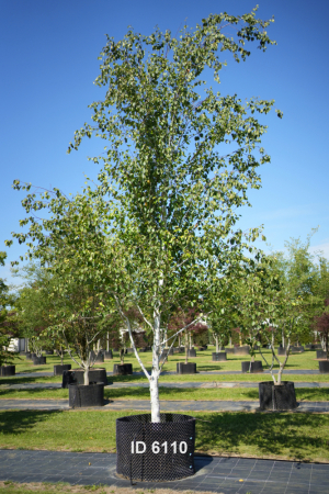 Christoph-Ulmer-Baumschulen-Weilheim-Teck-6110-Betula-jacquemontii-Birke-jacquemontii.-jacquemontii.-jacquemontii
