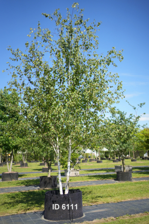 Christoph-Ulmer-Baumschulen-Weilheim-Teck-6111-Betula-jacquemontii-Birke-jacquemontii
