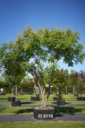 Christoph-Ulmer-Baumschulen-Weilheim-Teck-6118-Koelreuteria-paniculata-Unikat