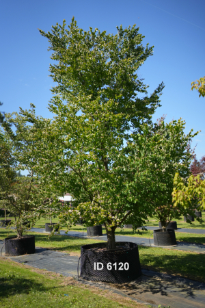 Christoph-Ulmer-Baumschulen-Weilheim-Teck-6120-Cercidiohyllum-japonicum-Lebkuchenbaum-Solitaer