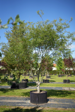 Christoph-Ulmer-Baumschulen-Weilheim-Teck-6121-Zelkova-carpinifolia-malerisch-Zelkove