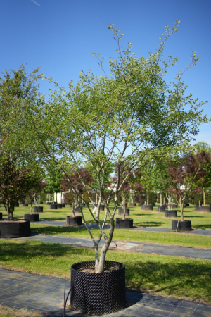 Christoph-Ulmer-Baumschulen-Weilheim-Teck-6122-Zelkova-carpinifolia-malerisch-Zelkove